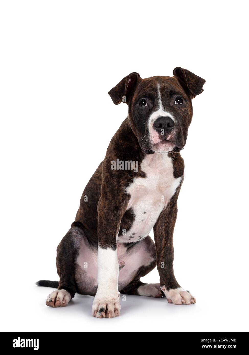Page 3 Brindle White Staffordshire Terrier High Resolution Stock Photography And Images Alamy