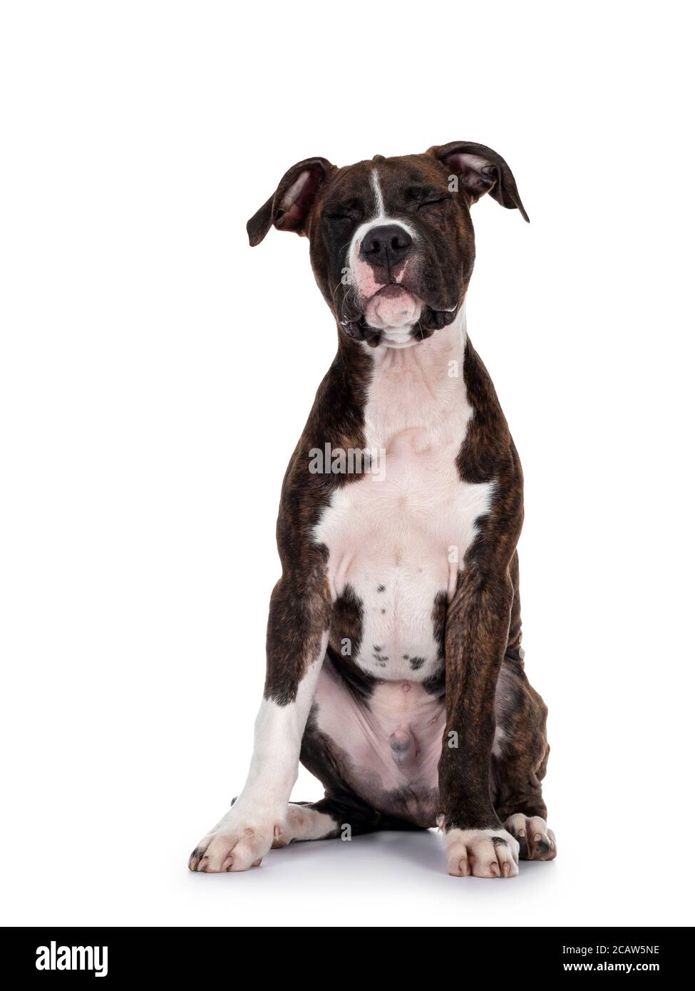 Young brindle with white American Staffordshire Terrier dog, sitting up facing front with eyes firmly shut. Isolated on white background. Stock Photo
