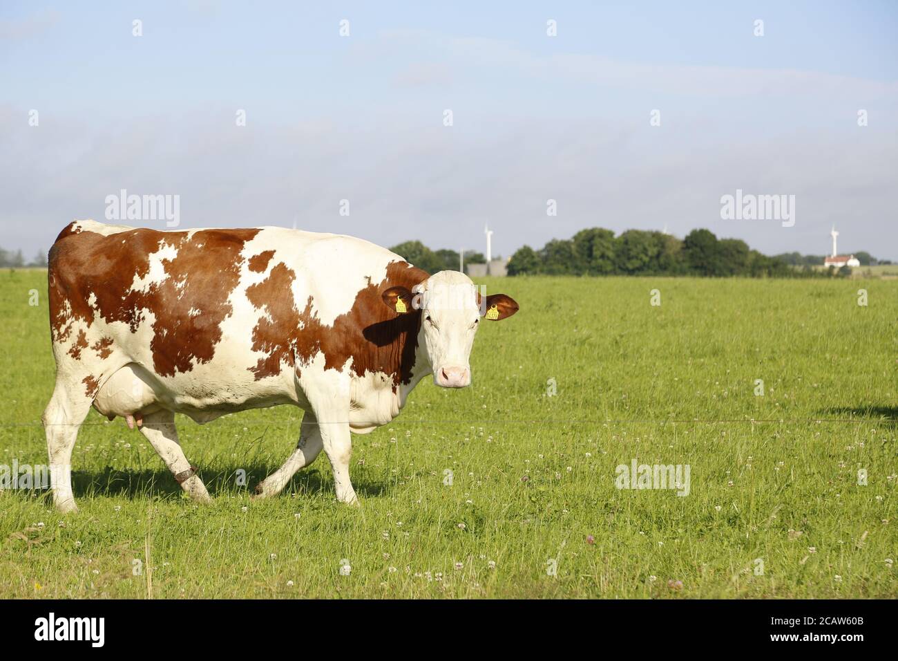 Closeup shot of a cow grazing in a field on a sunny afternoon Stock ...