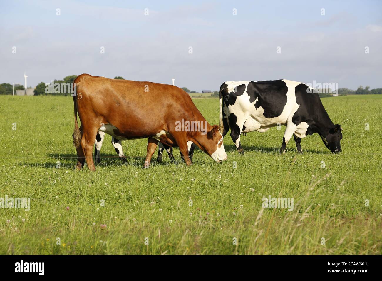 Closeup shot of cows grazing in a field on a sunny afternoon Stock ...
