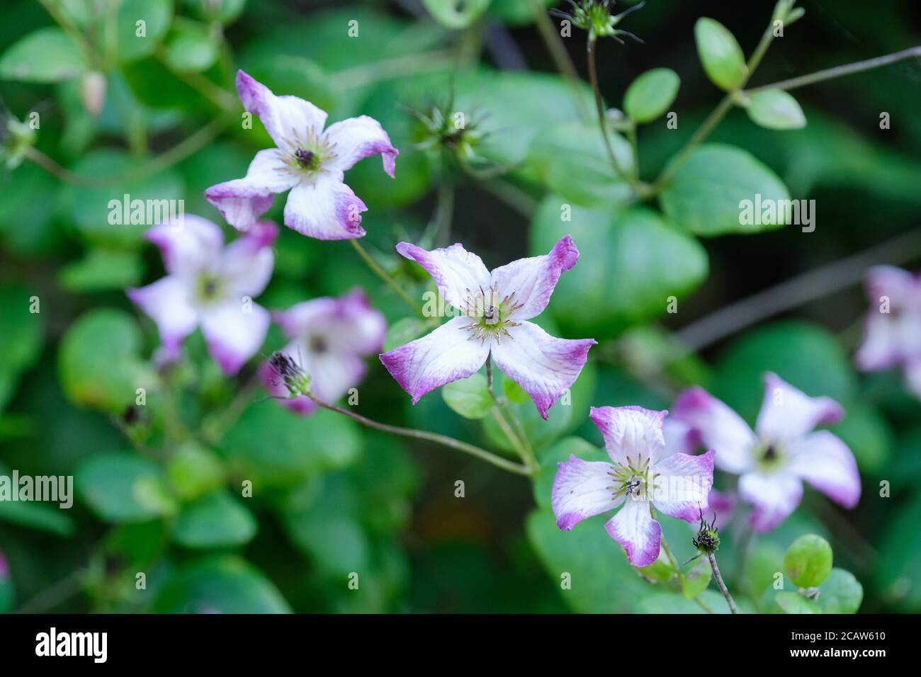 Clematis viticella Minuet. Clematis 'Minuet'. Pink-edged whitish flowers Stock Photo
