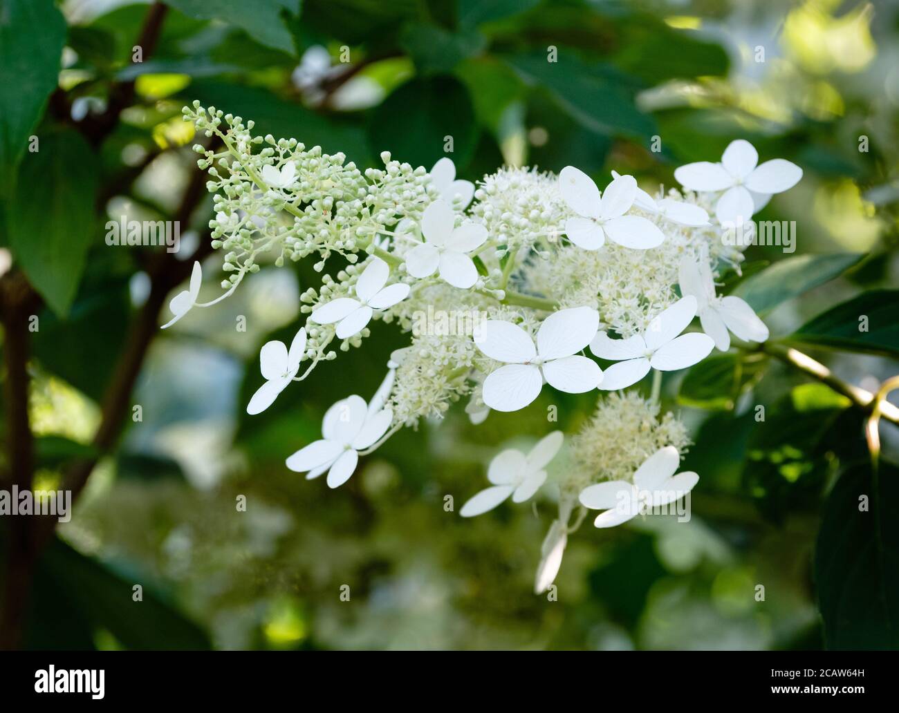 Paniculate hydrangea 'Greenspire'. Hydrangea paniculata Greenspire Stock Photo