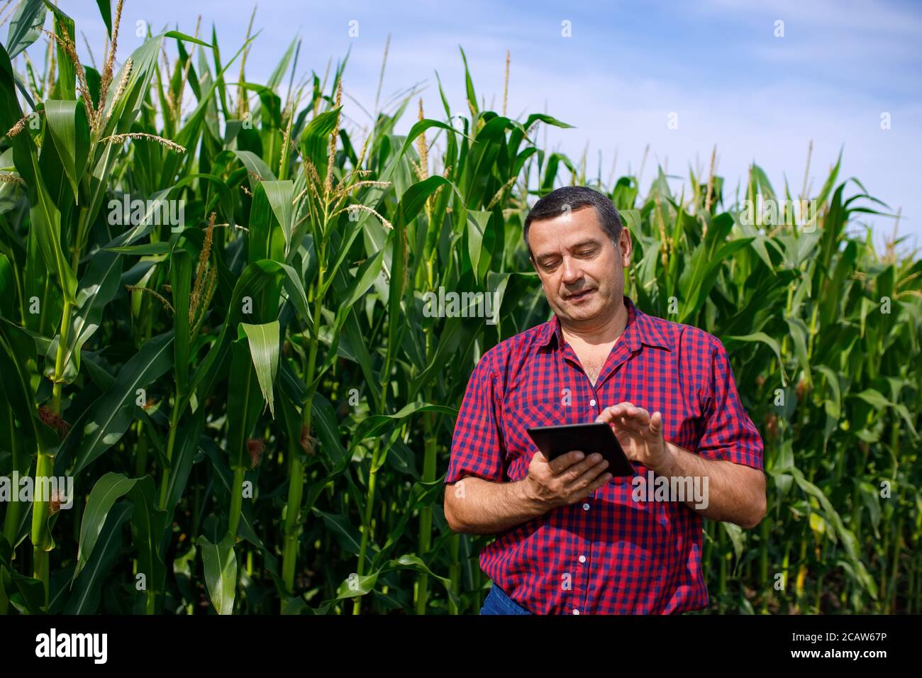 Agronomist inspect corn field Stock Photo