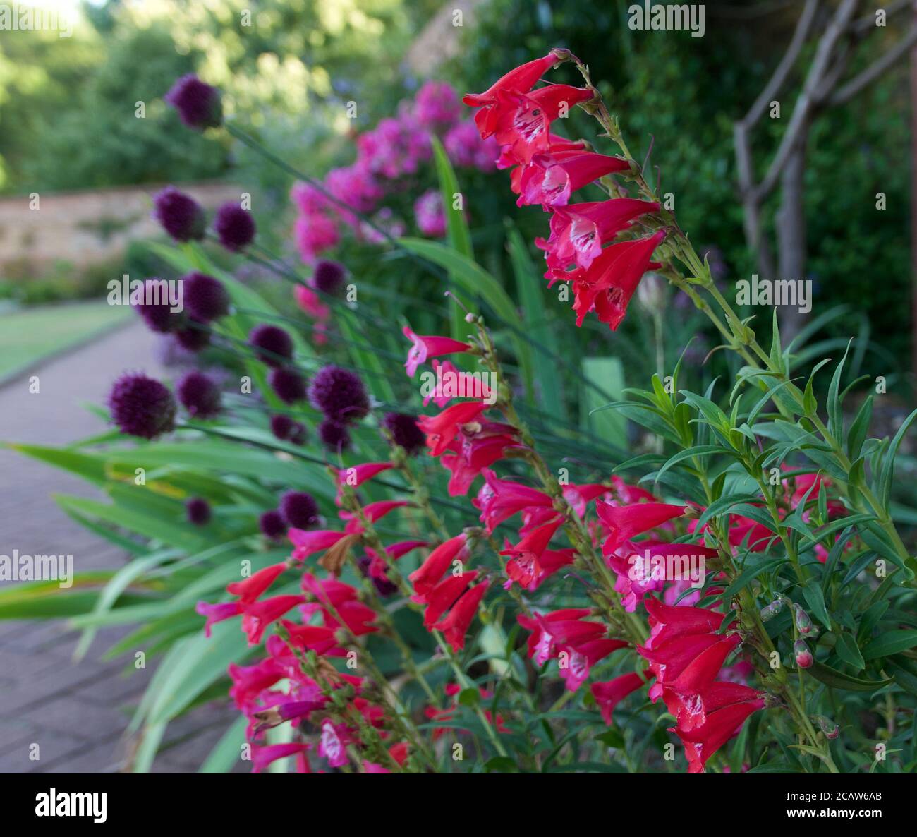 Beautiful pink and purple flowers in flowerbed spilling onto path Stock
