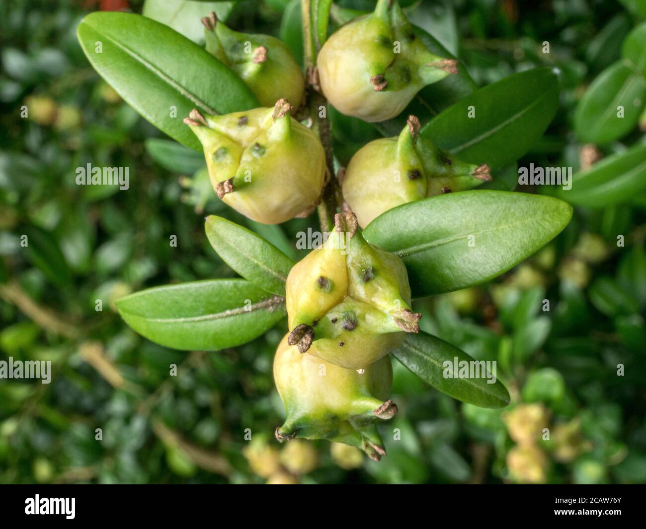 Common boxwood (Buxus sempervirens), fruits, close-up, Bavaria Germany, Europe Stock Photo
