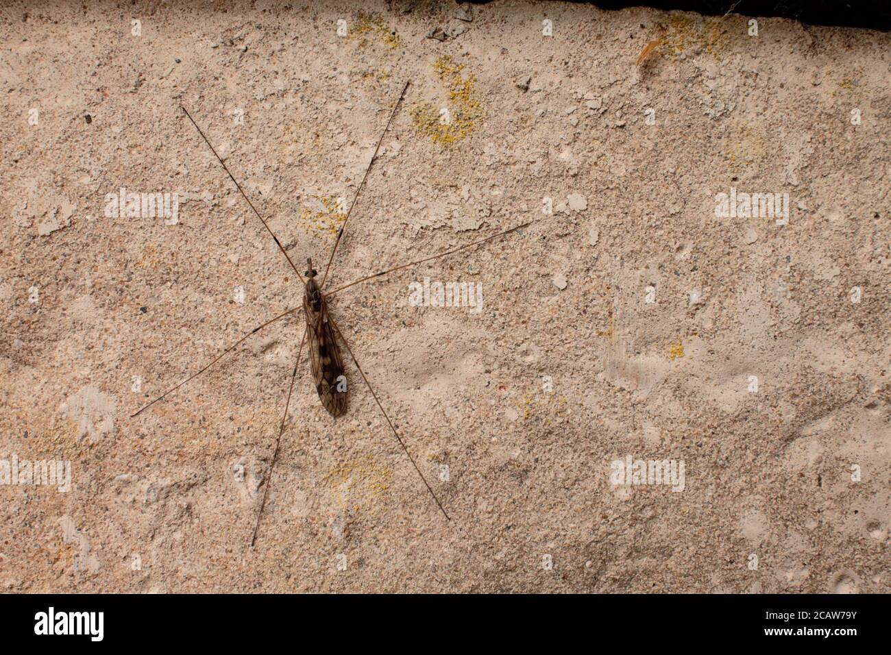 Macro Crane fly or daddy long-legs with closed wings. mosquito against a concrete wall, with copy space Stock Photo