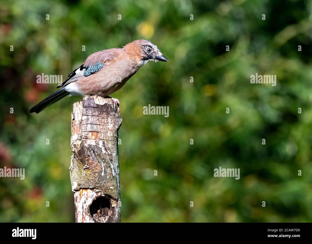 A beautiful young wild jay standing on a tree trunk looking for food on an early Norfolk summers day. Stock Photo