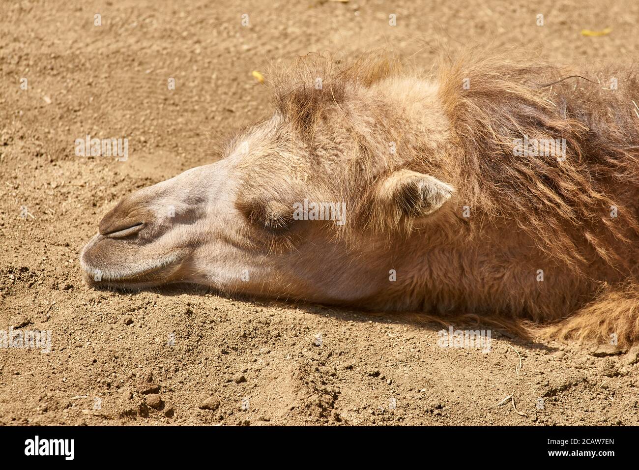 Camel sleeping hi-res stock photography and images - Alamy
