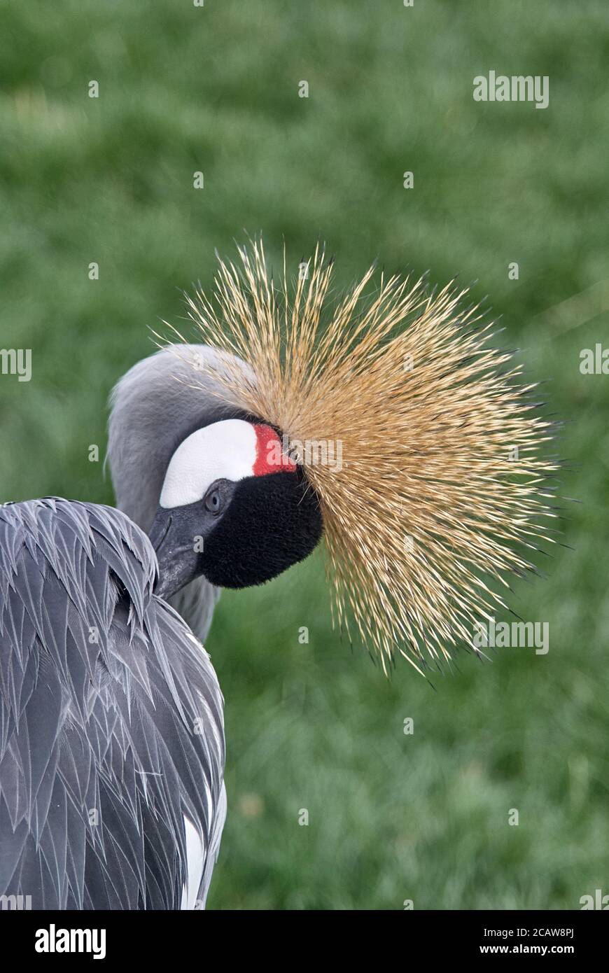 east african crowned crane Stock Photo