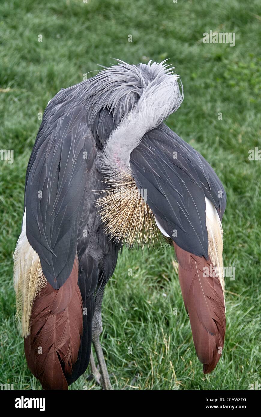 east african crowned crane Stock Photo