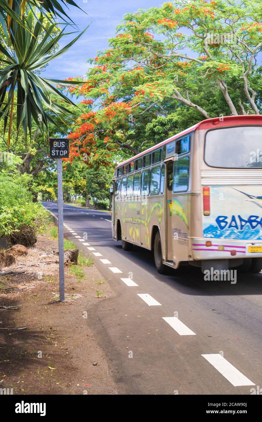 [Mauritius, Africa - Dec 2019] Mauritius road with beautiful exotic tree with red flowers Flamboyant, Africa Stock Photo