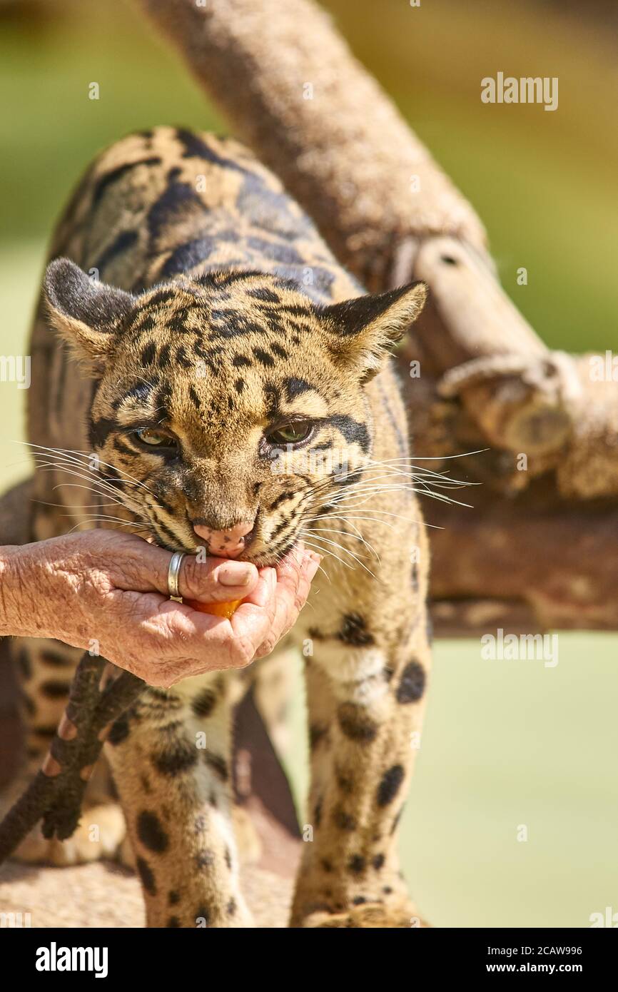 Clouded leopard animal ambassador at san diego zoo Stock Photo - Alamy