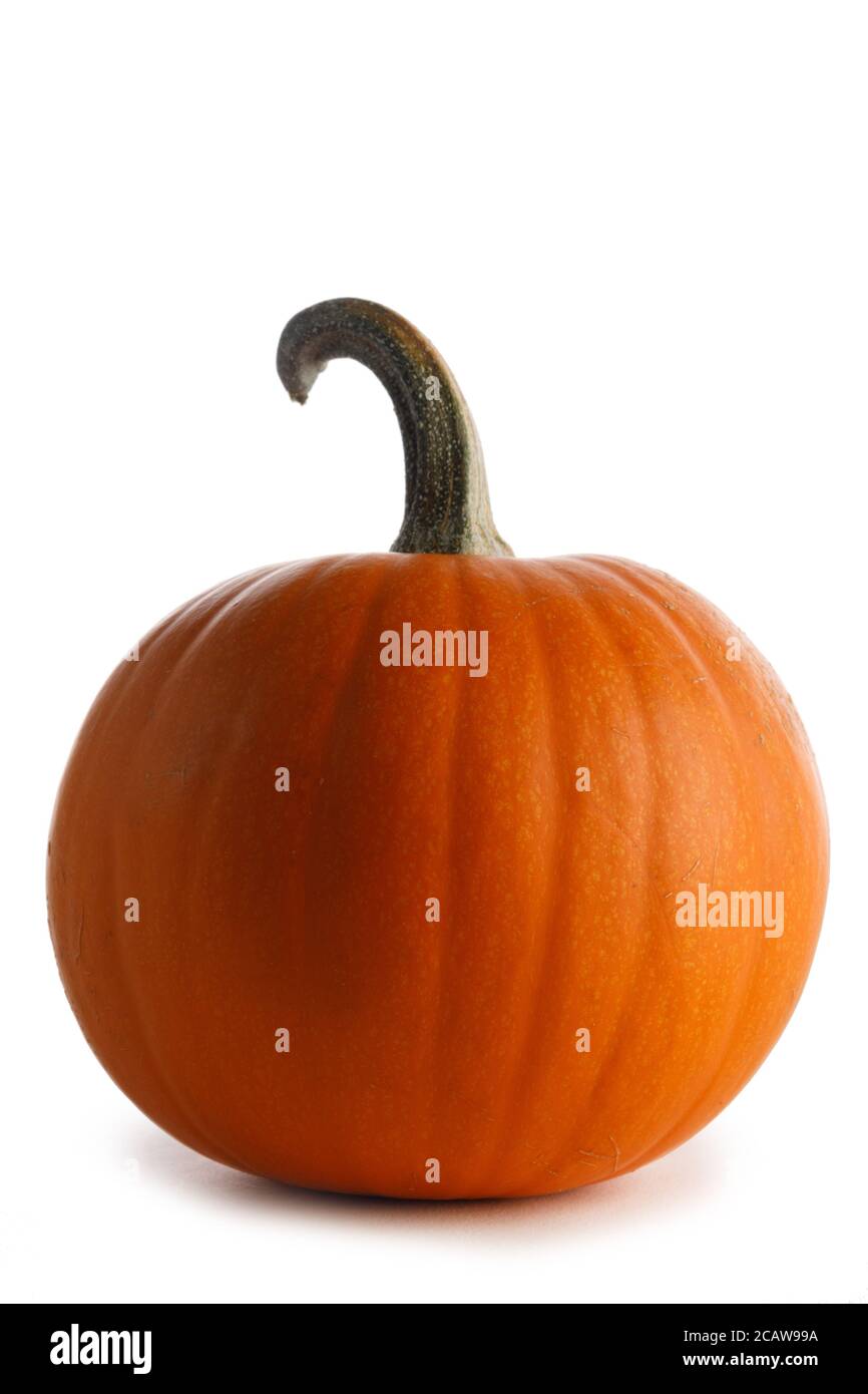 One big orange pumpkin isolated on white background Stock Photo - Alamy