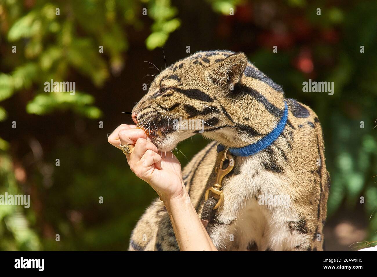 Clouded leopard animal ambassador at san diego zoo Stock Photo - Alamy