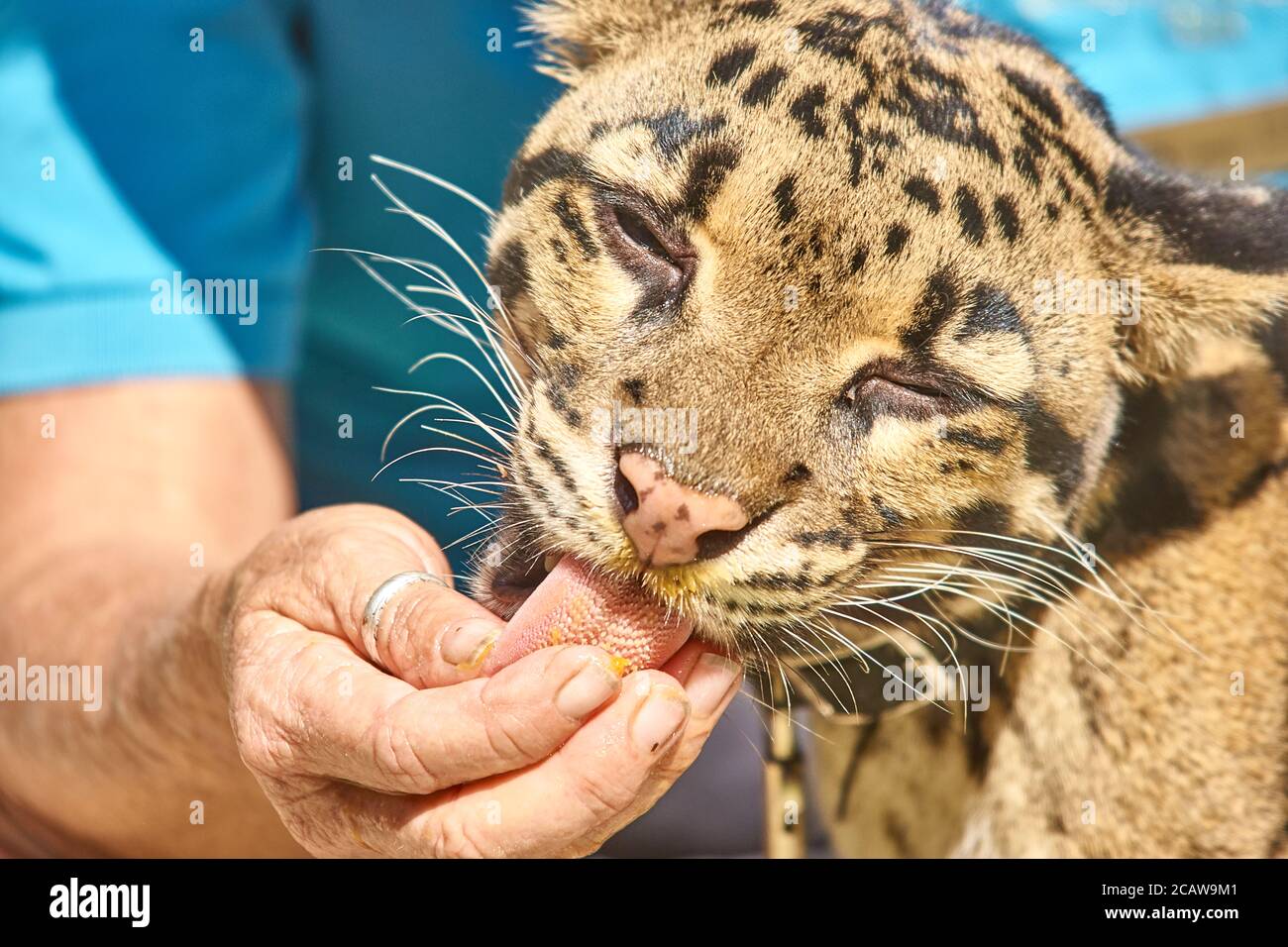 Clouded leopard animal ambassador at san diego zoo Stock Photo - Alamy