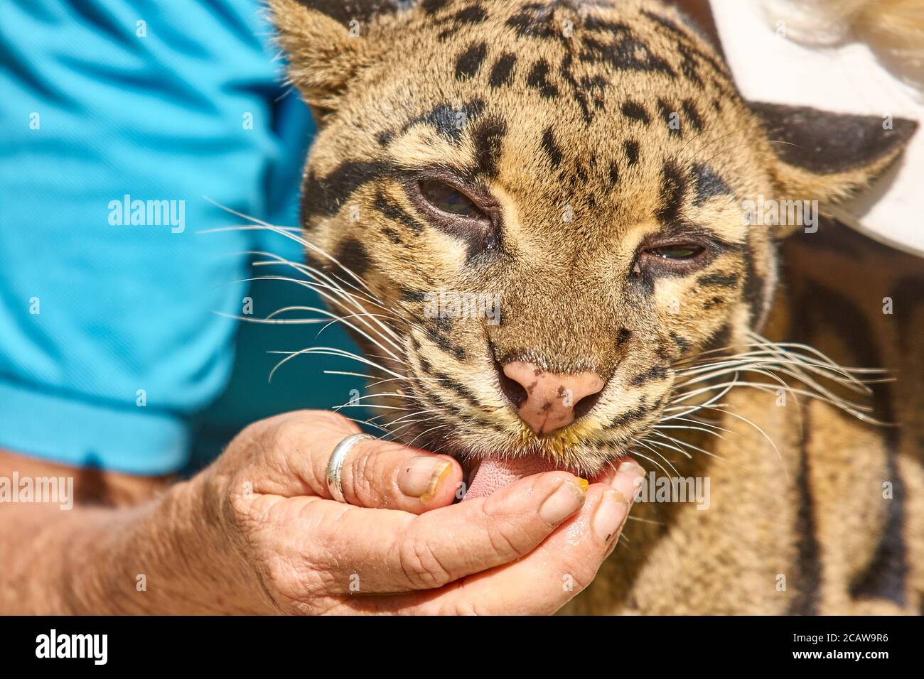 Clouded leopard animal ambassador at san diego zoo Stock Photo - Alamy