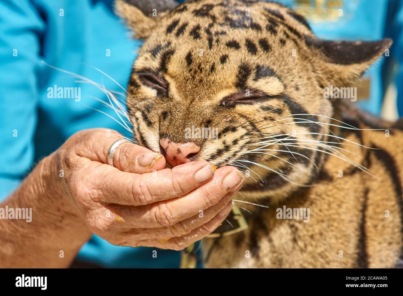 Clouded leopard animal ambassador at san diego zoo Stock Photo - Alamy