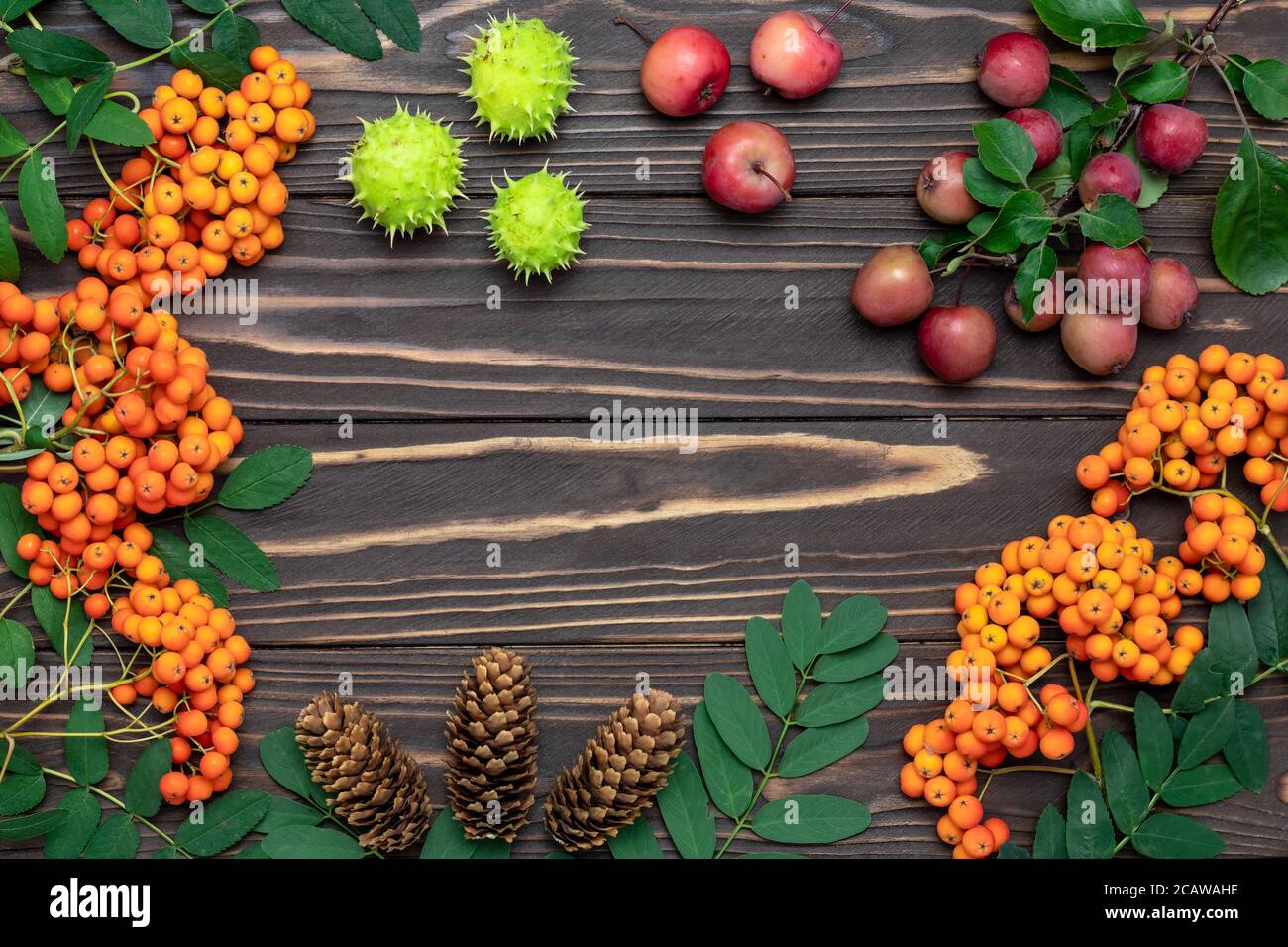 Autumn harvest concept, mockup. Frame with copy space, flat lay. Rowan berries, small apples, pine cones and green chestnuts on a dark wooden table. S Stock Photo