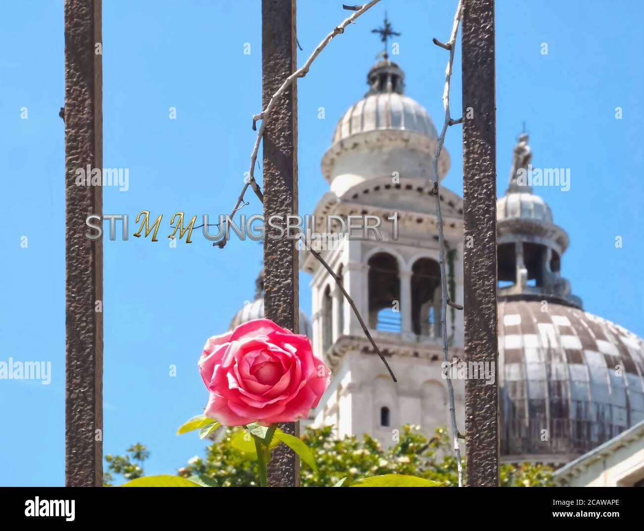 a pink rose in front of Santa Maria della Salute in Venice - symbol for Corona Stock Photo