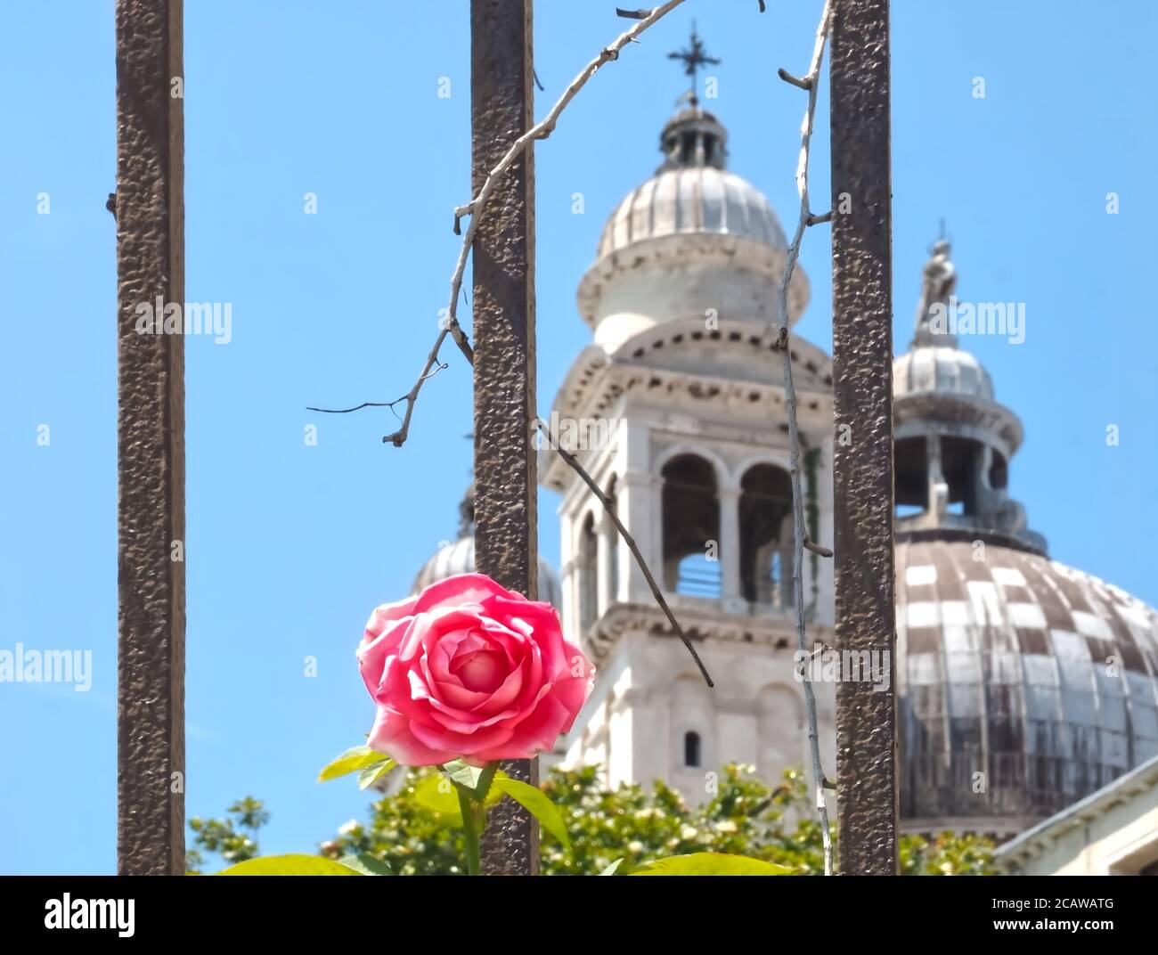 a pink rose in front of Santa Maria della Salute in Venice - symbol for Corona Stock Photo