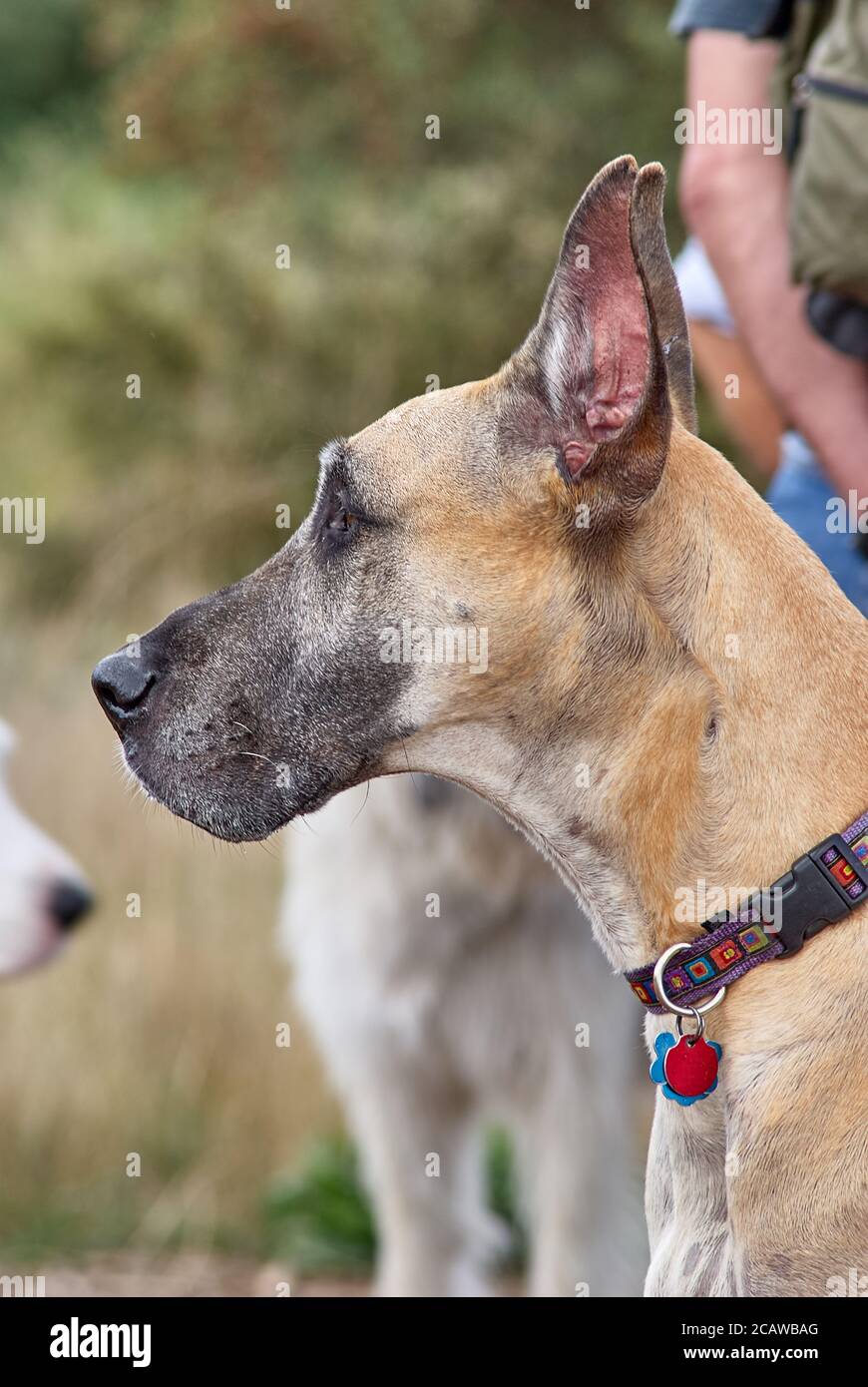 tan great dane with cropped ears head in profile Stock Photo