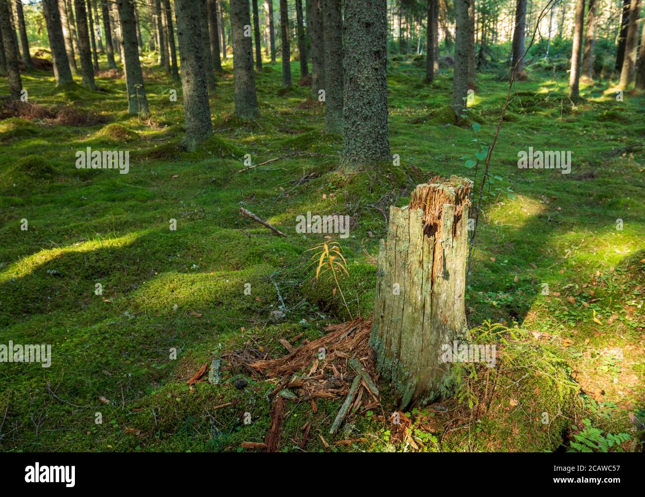 Old tree stump in spruce forest where ground is covered with green moss ...