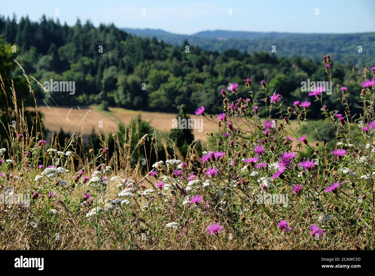 White wild carrot and purple knapweed wildflowers on Pewley Down in Guildford, Surrey, UK Stock Photo