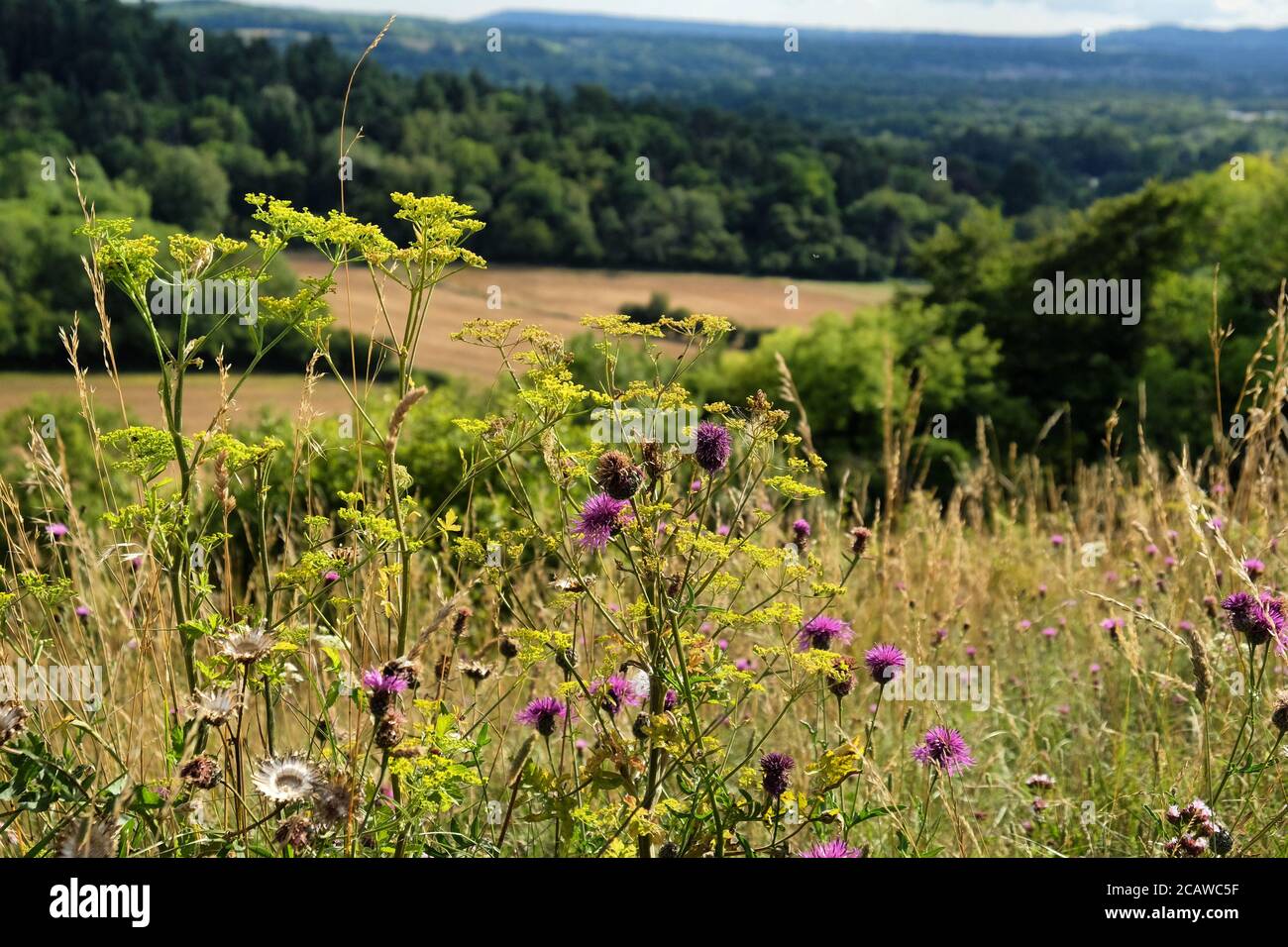 Purple knapweed wildflowers on Pewley Down in Guildford, Surrey, UK Stock Photo