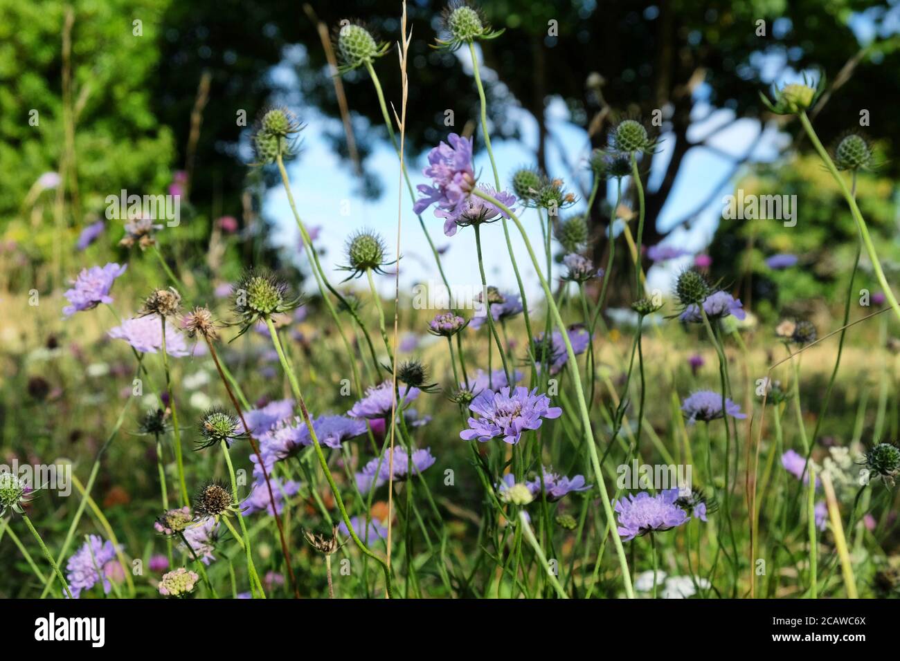 Purple pin cushion scabious wildflowers on Pewley Down in Guildford, Surrey, UK Stock Photo