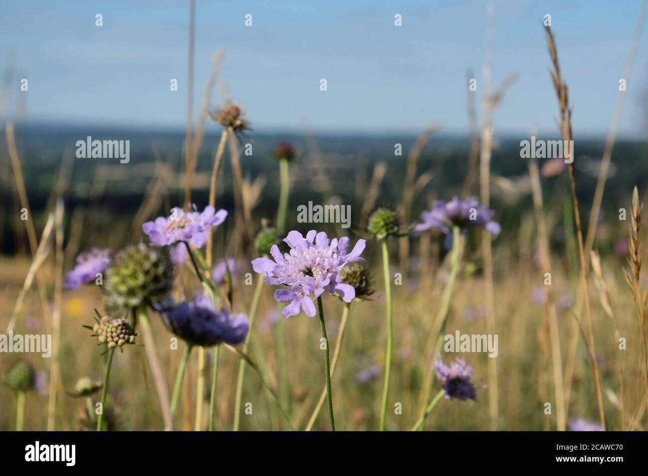 Purple pin cushion scabious wildflowers on Pewley Down in Guildford, Surrey, UK Stock Photo
