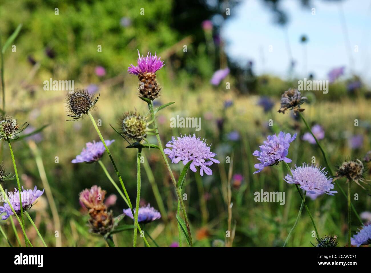 Purple pin cushion scabious wildflowers on Pewley Down in Guildford, Surrey, UK Stock Photo