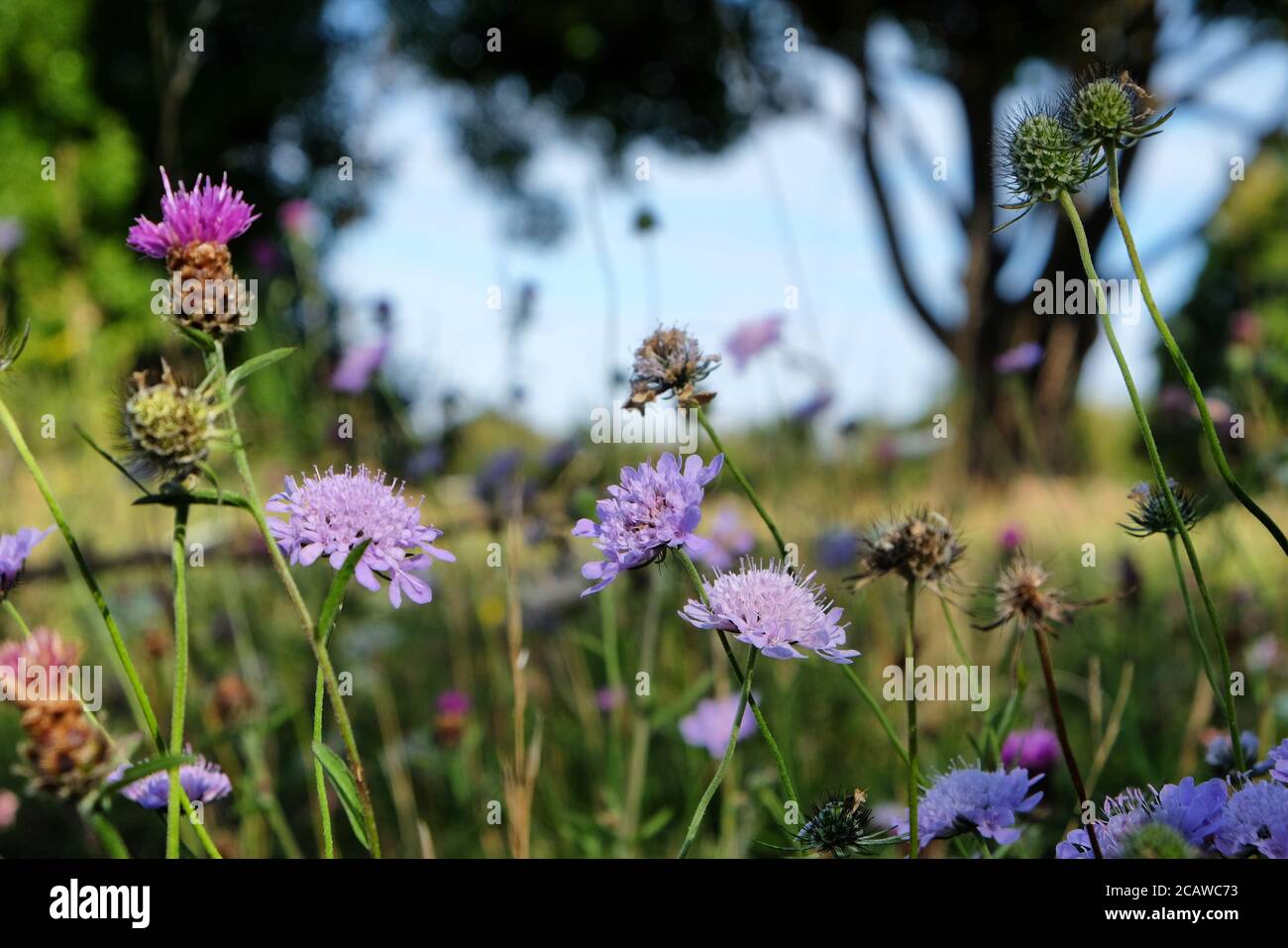 Purple pin cushion scabious wildflowers on Pewley Down in Guildford, Surrey, UK Stock Photo