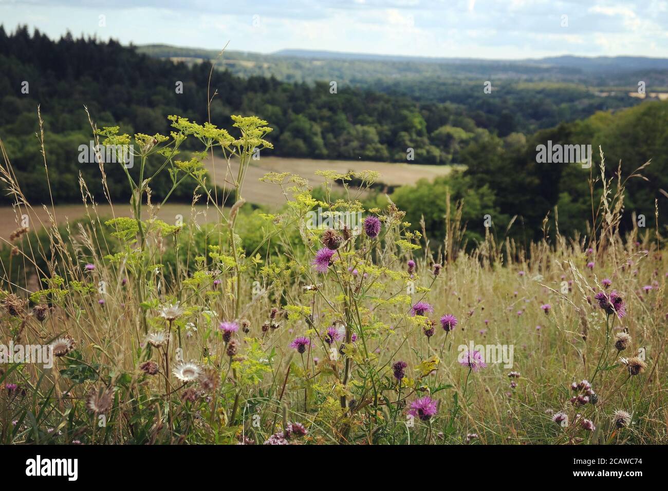 White wild carrot and purple knapweed wildflowers on Pewley Down in Guildford, Surrey, UK Stock Photo