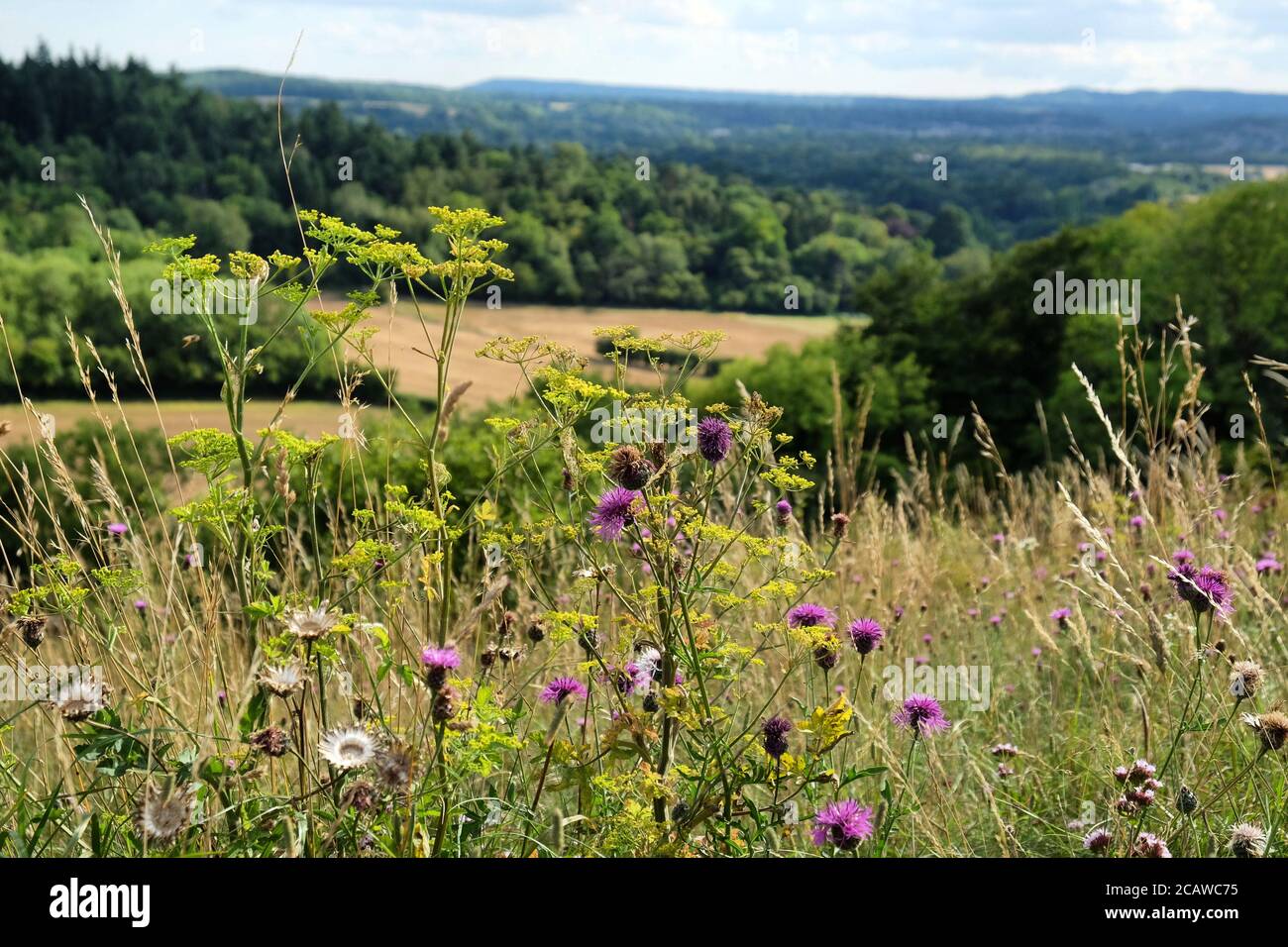 White wild carrot and purple knapweed wildflowers on Pewley Down in Guildford, Surrey, UK Stock Photo