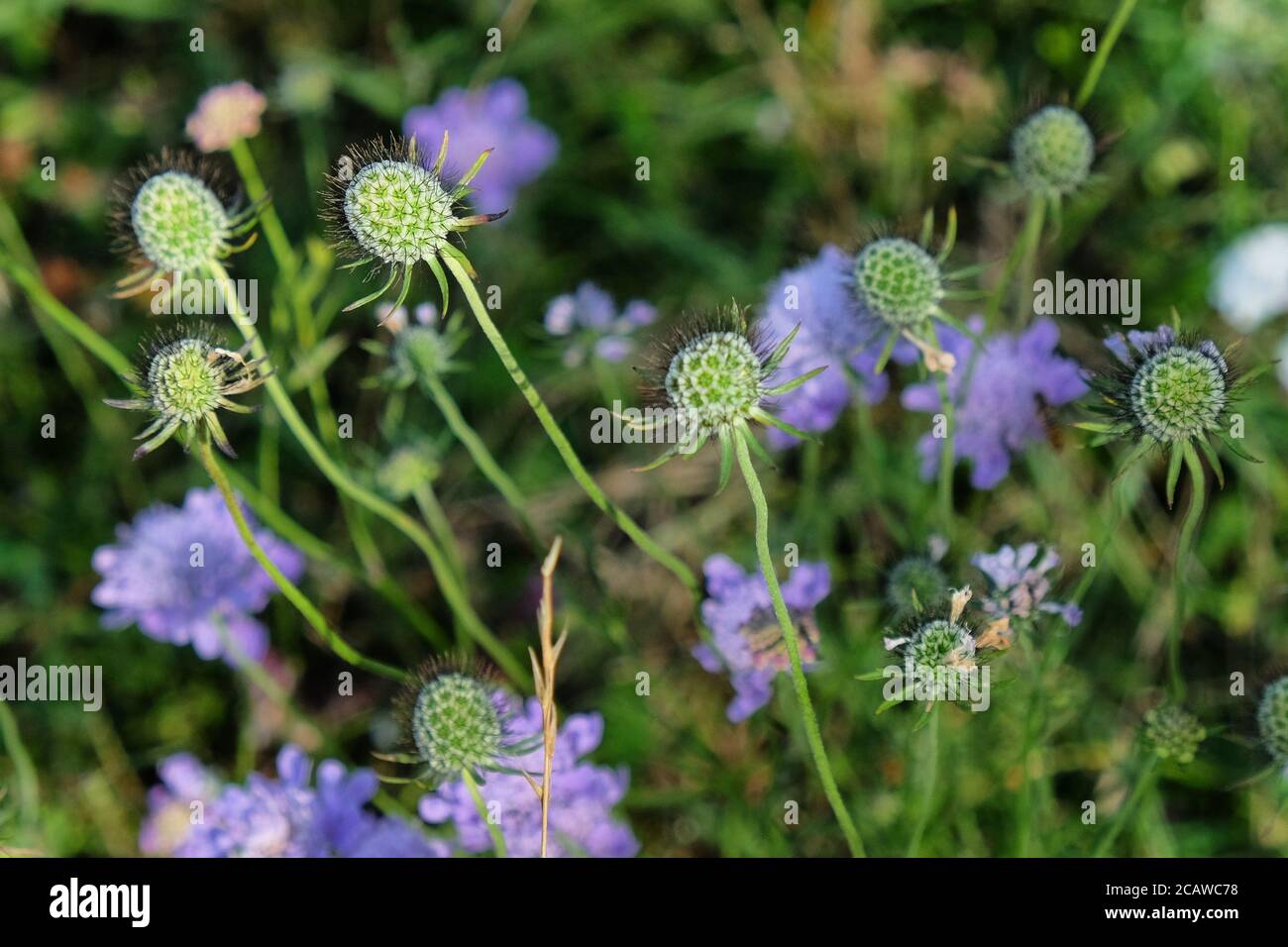 Purple pin cushion scabious wildflowers on Pewley Down in Guildford, Surrey, UK Stock Photo