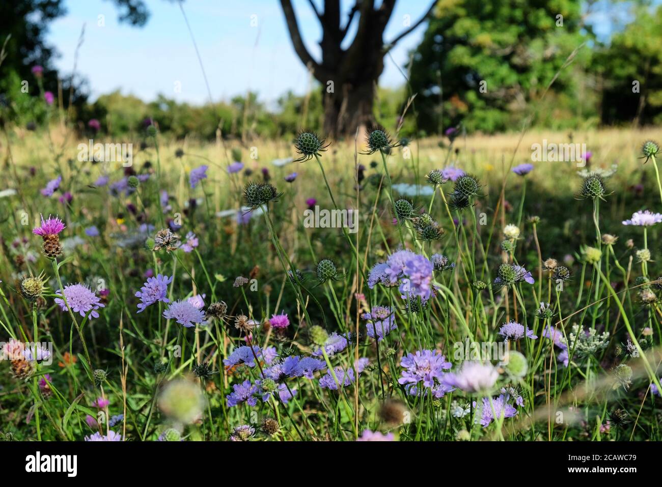 Purple pin cushion scabious wildflowers on Pewley Down in Guildford, Surrey, UK Stock Photo