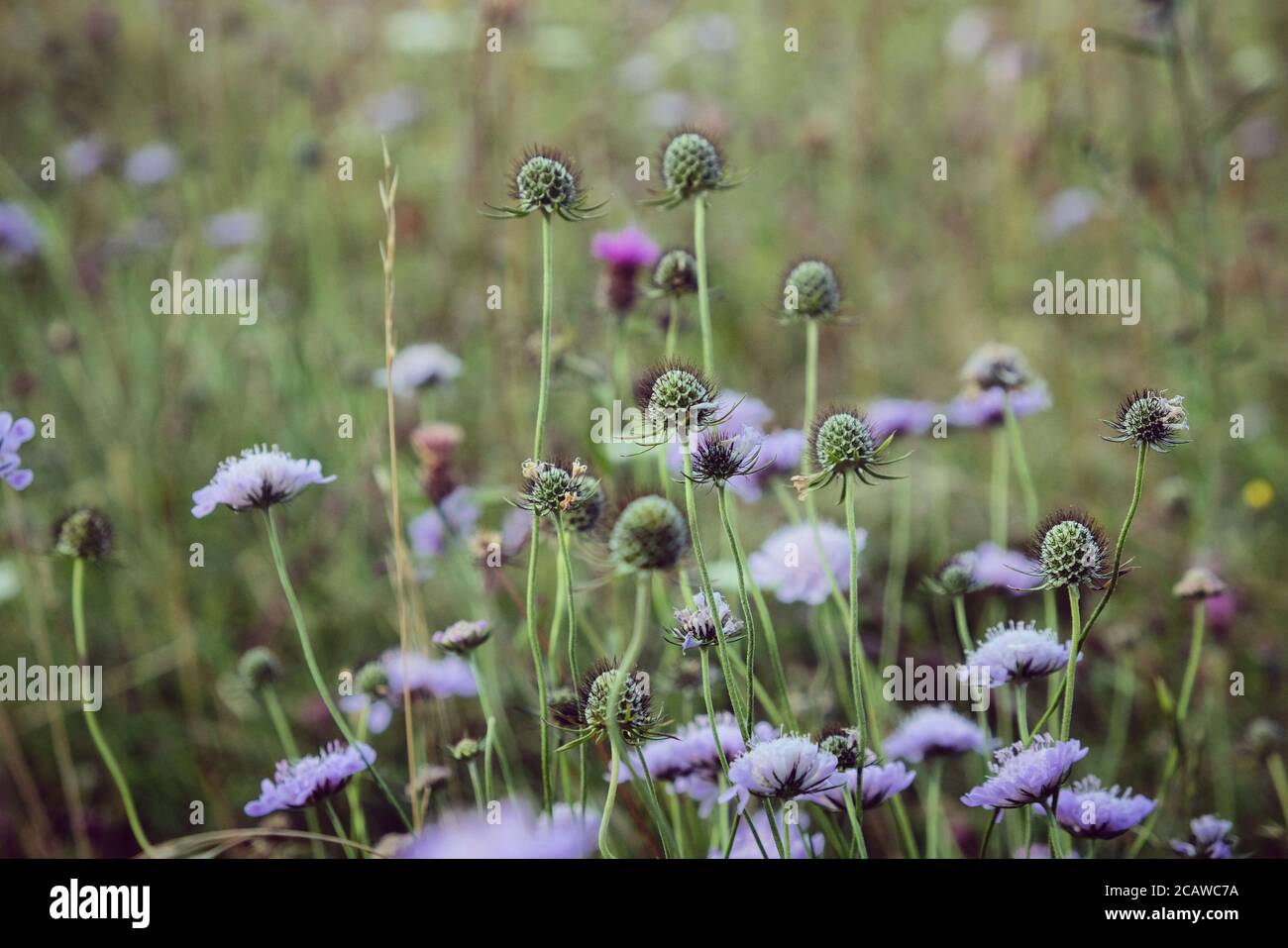 Purple pin cushion scabious wildflowers on Pewley Down in Guildford, Surrey, UK Stock Photo