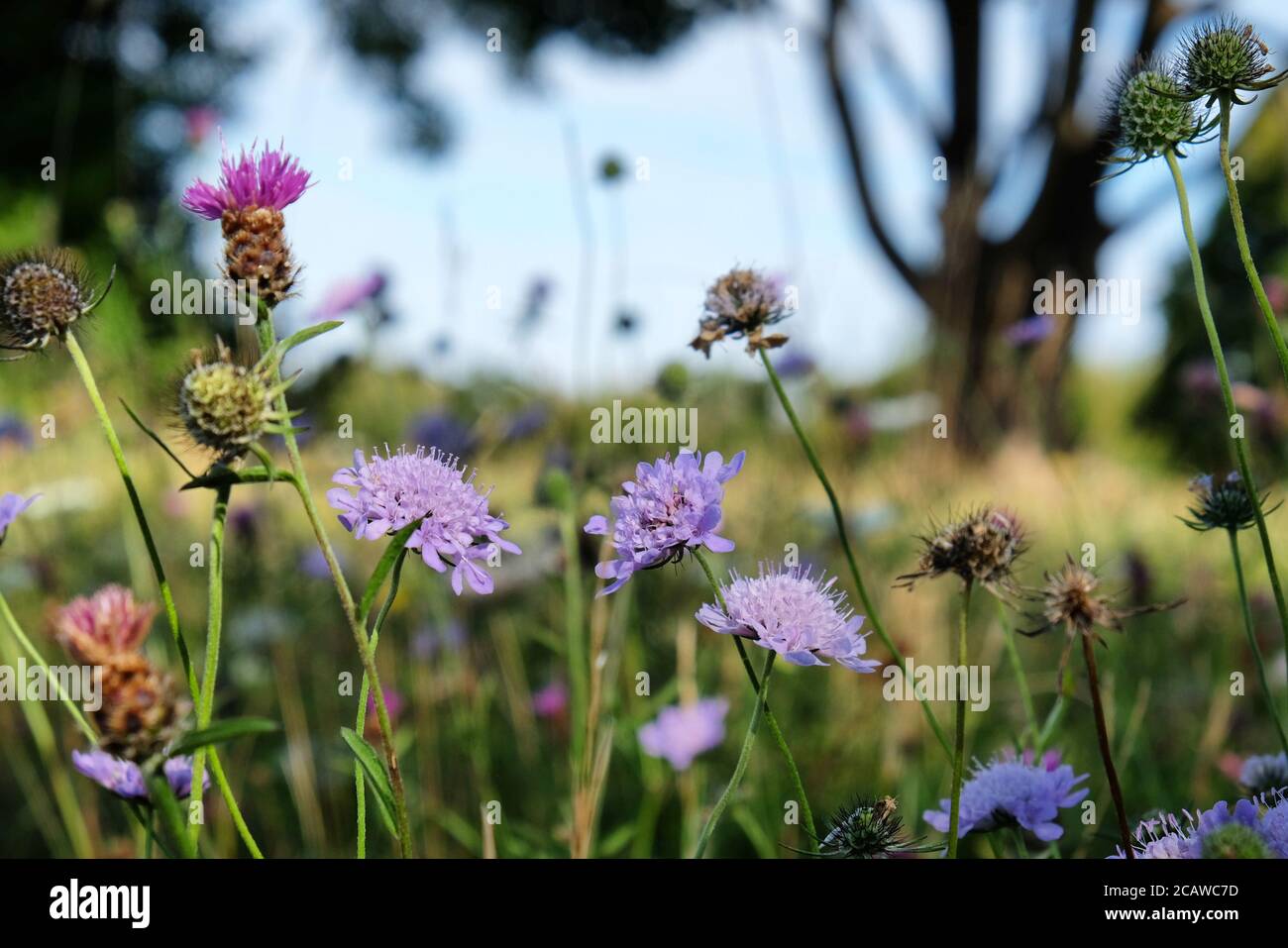 Purple pin cushion scabious wildflowers on Pewley Down in Guildford, Surrey, UK Stock Photo