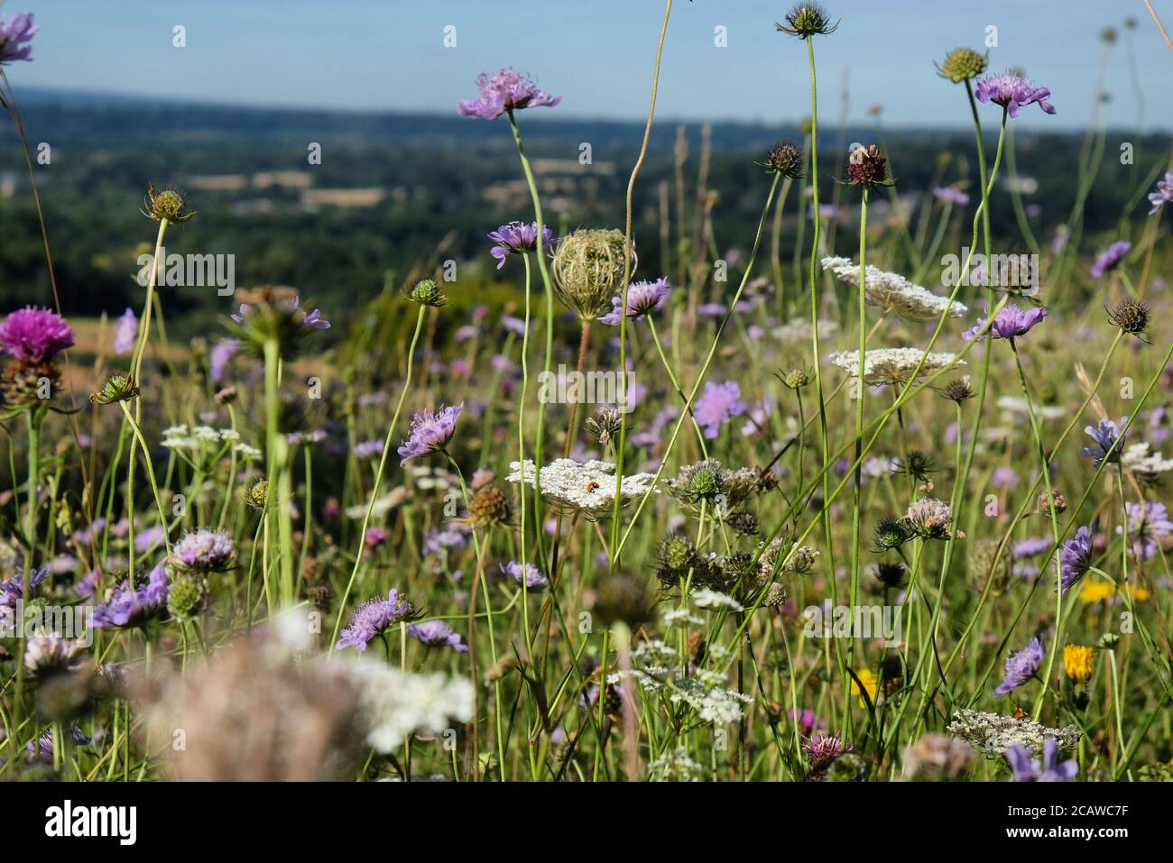 Purple pin cushion scabious and white  wild carrot wildflowers on Pewley Down in Guildford, Surrey, UK Stock Photo