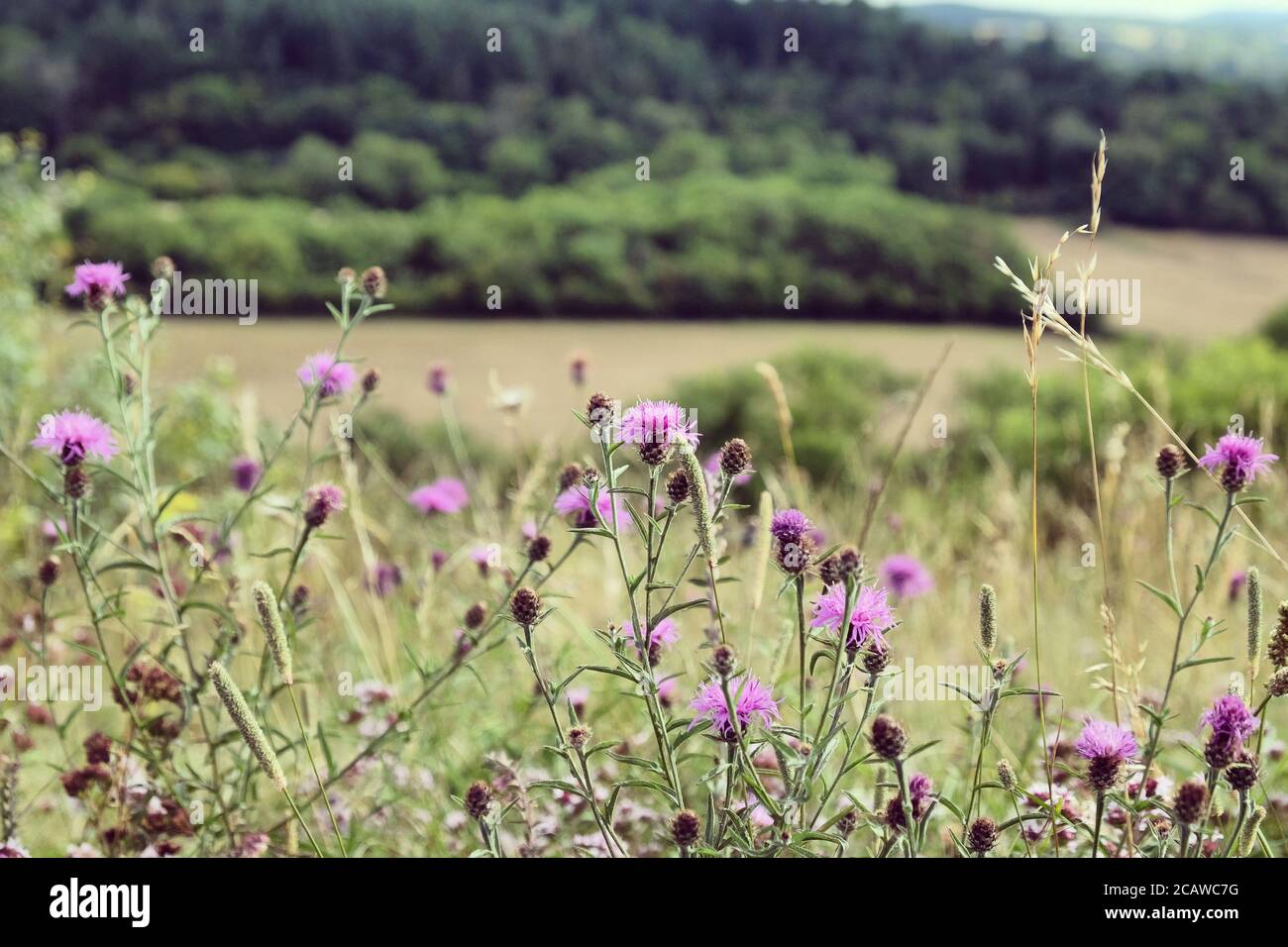 Purple knapweed wildflowers on Pewley Down in Guildford, Surrey, UK Stock Photo