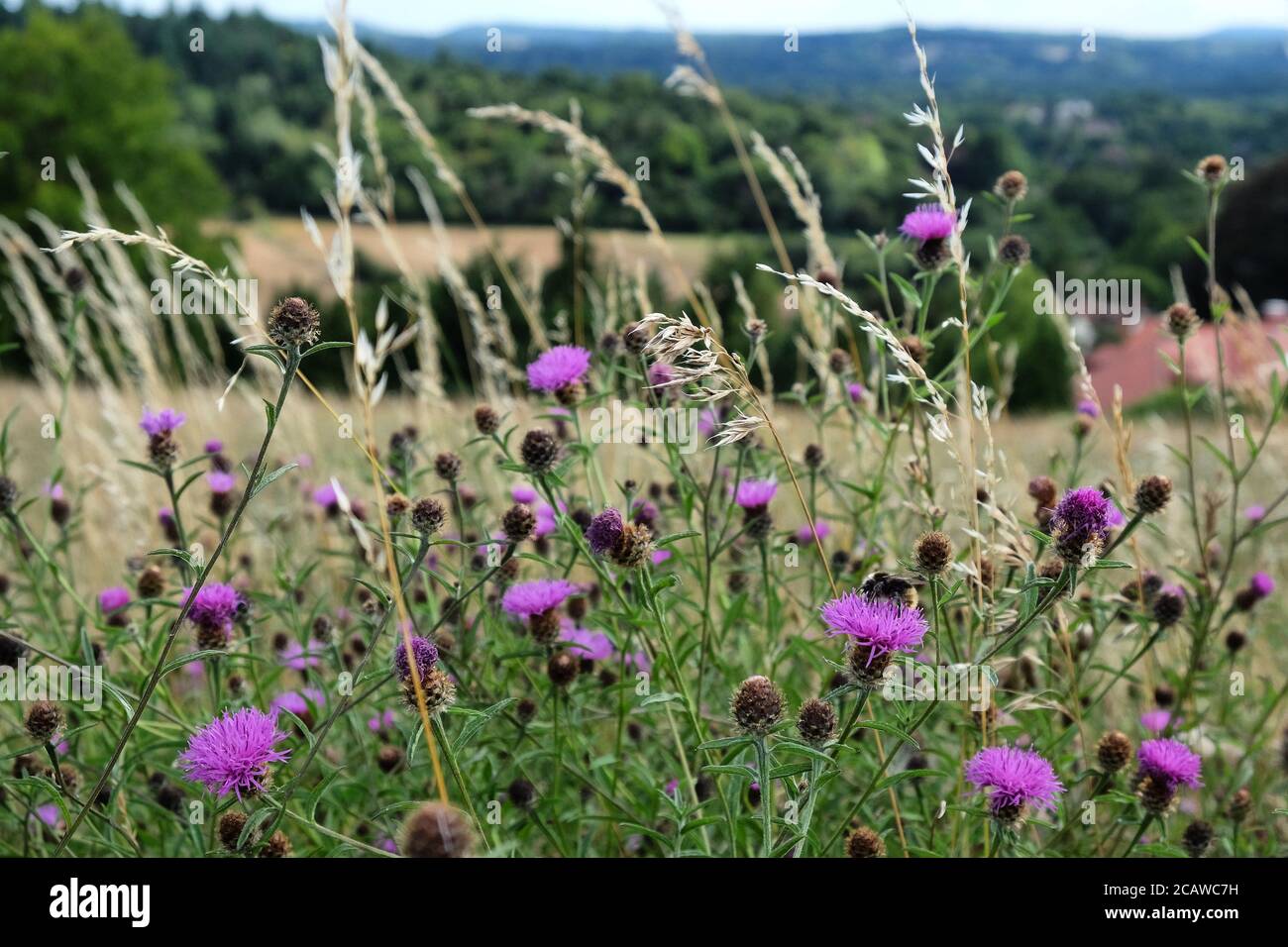 Purple knapweed wildflowers on Pewley Down in Guildford, Surrey, UK Stock Photo