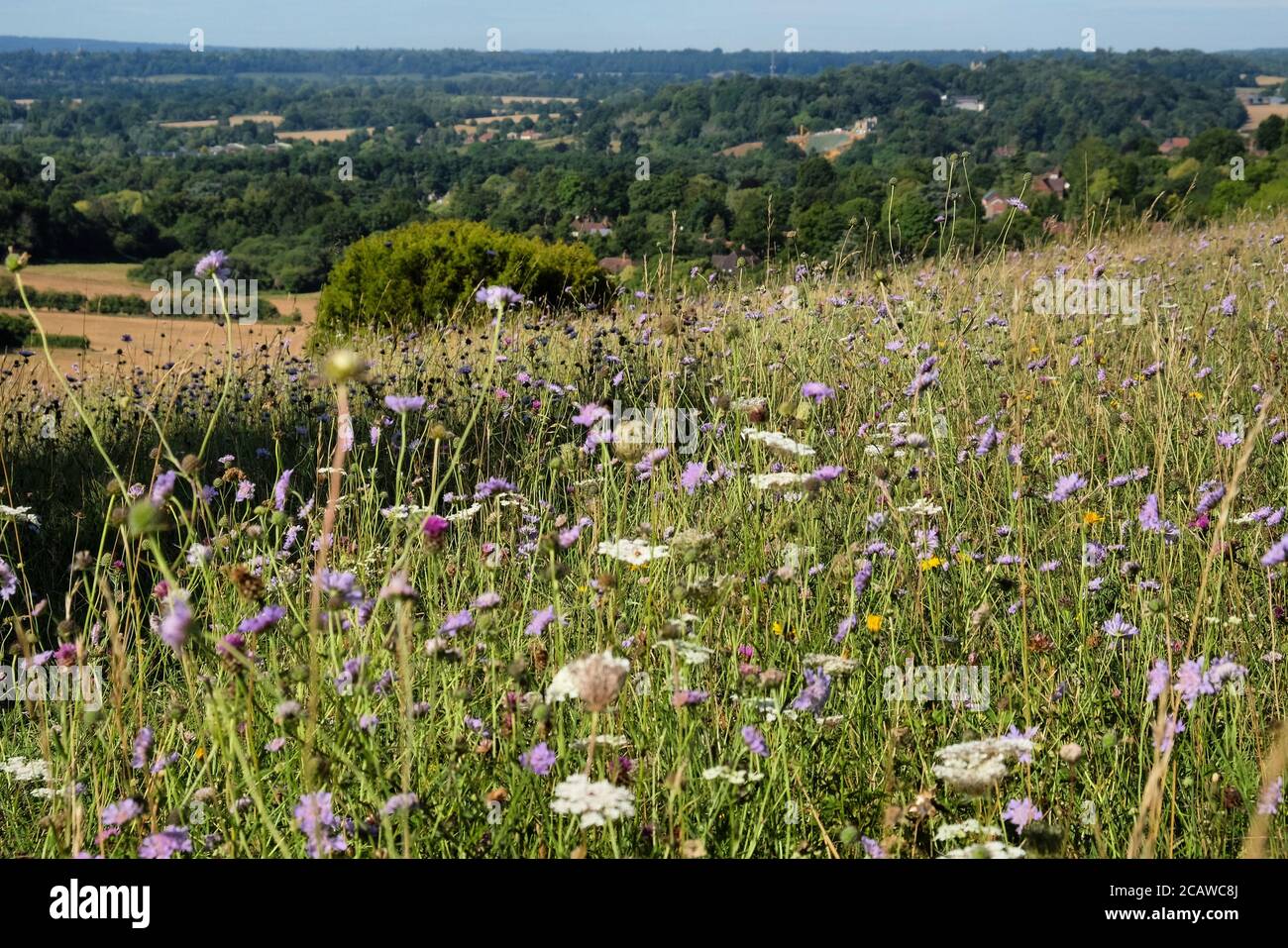 Purple pin cushion scabious and white  wild carrot wildflowers on Pewley Down in Guildford, Surrey, UK Stock Photo