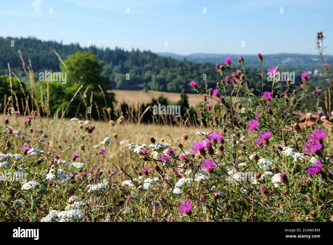 Wild carrot and Purple knapweed wildflowers on Pewley Down in Guildford, Surrey, UK Stock Photo