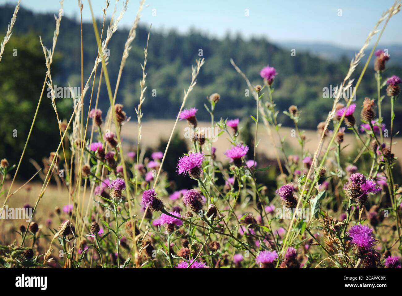 Purple knapweed wildflowers on Pewley Down in Guildford, Surrey, UK Stock Photo