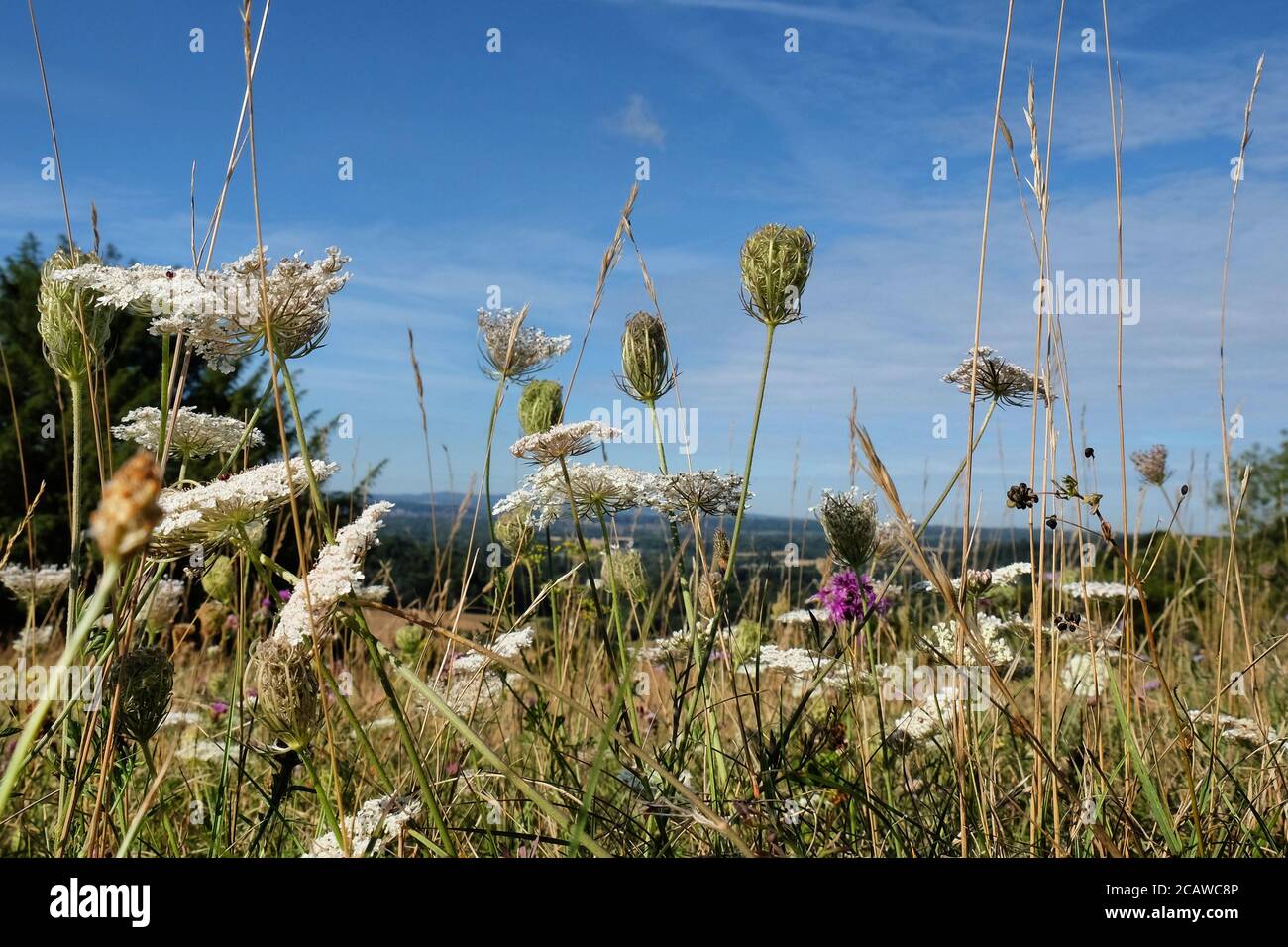 White wild carrot Wildflowers on Pewley Down in Guildford, Surrey, UK Stock Photo