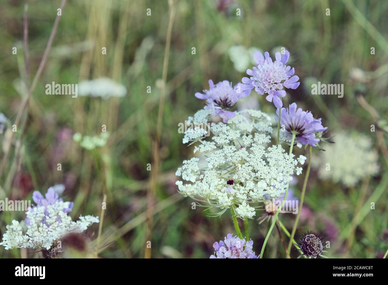 Purple pin cushion scabious and white  wild carrot wildflowers on Pewley Down in Guildford, Surrey, UK Stock Photo