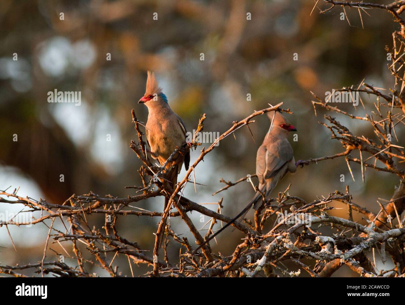The Mousebird family is endemic to Africa and the Blue-naped Mousebird is a common and widespread member of the family. Stock Photo