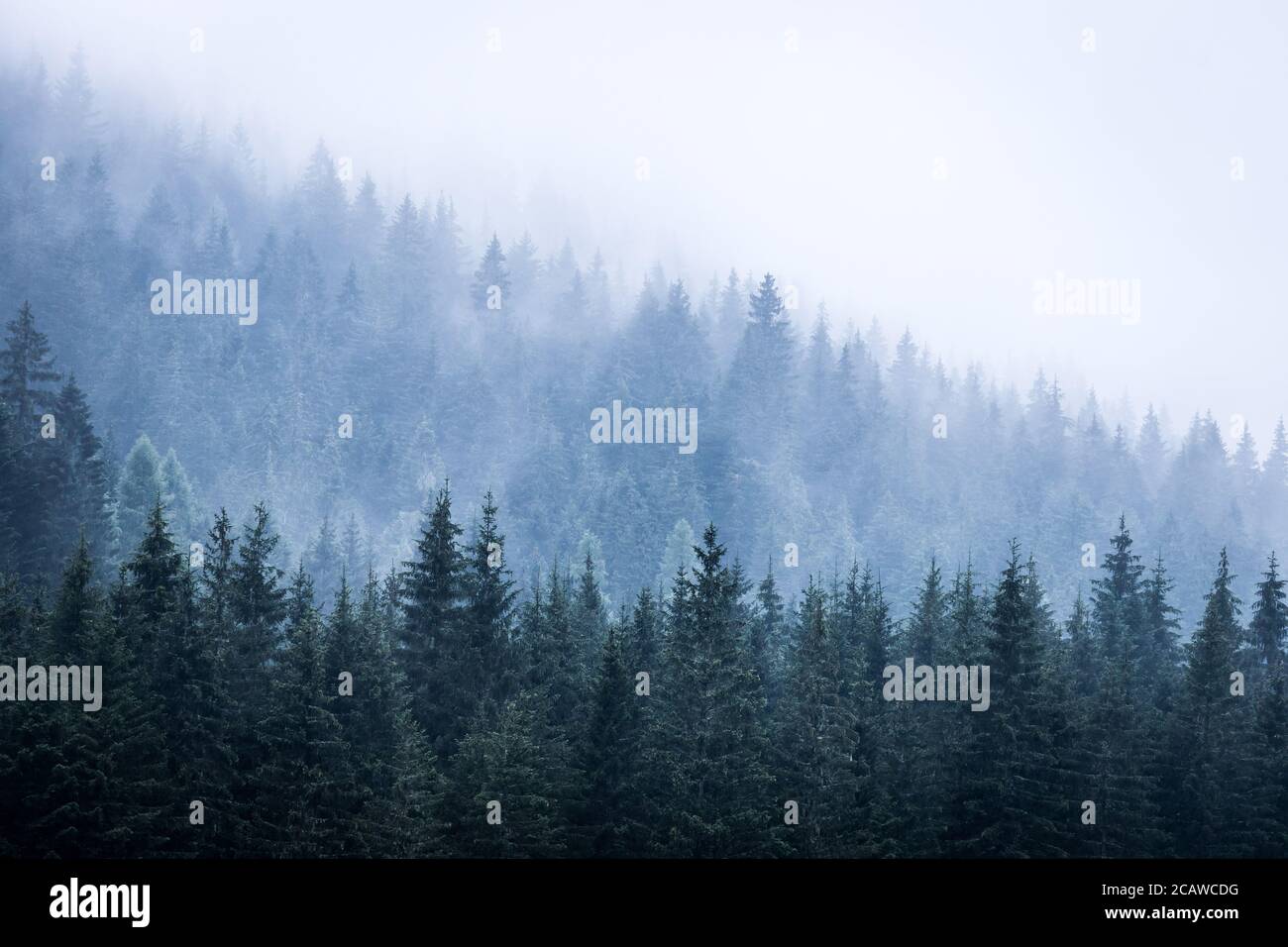 Misty forest in the morning. Skittish and magical atmosphere Stock ...