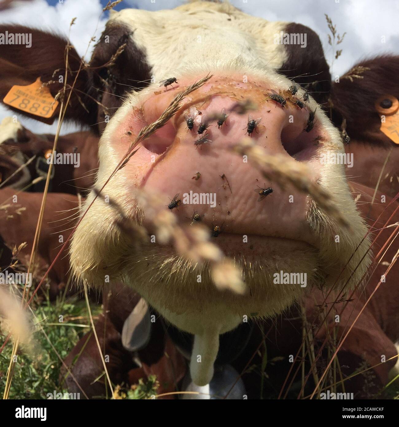 Closeup shot of cow's muzzle sprinkled with many flies Stock Photo - Alamy