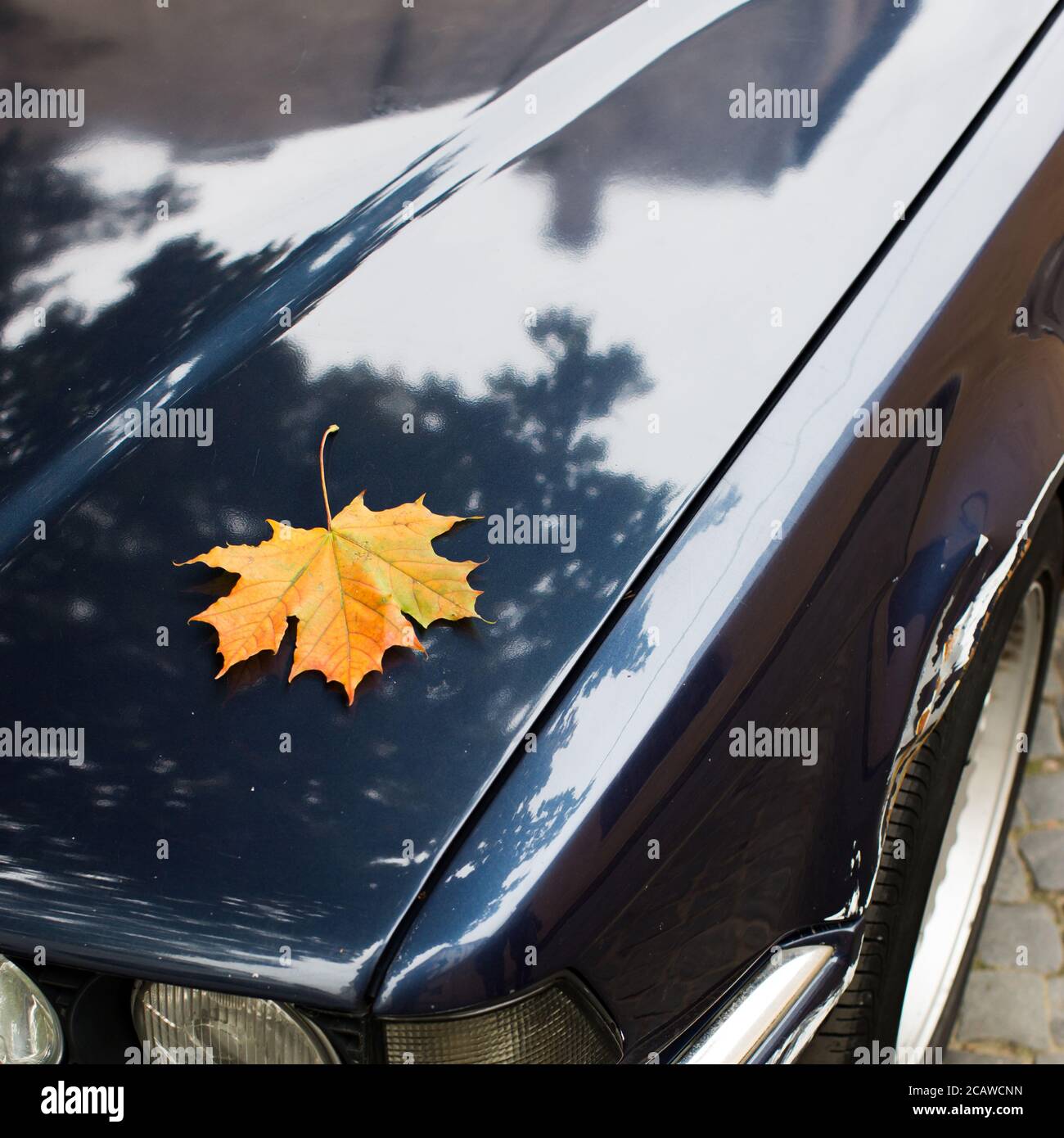 Fallen yellow maple leaf lying on car hood. Autumn season Stock Photo